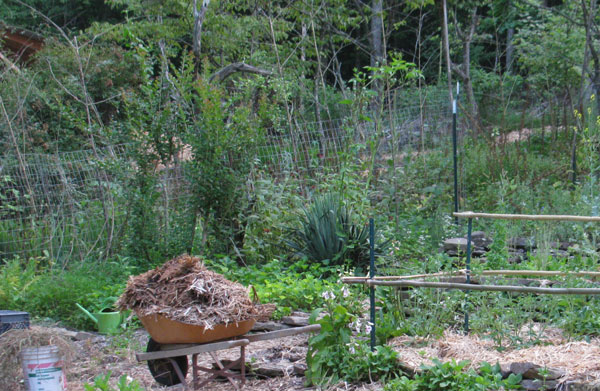 Gardening at Cedar Hill: Our wheelbarrow from the 1970s